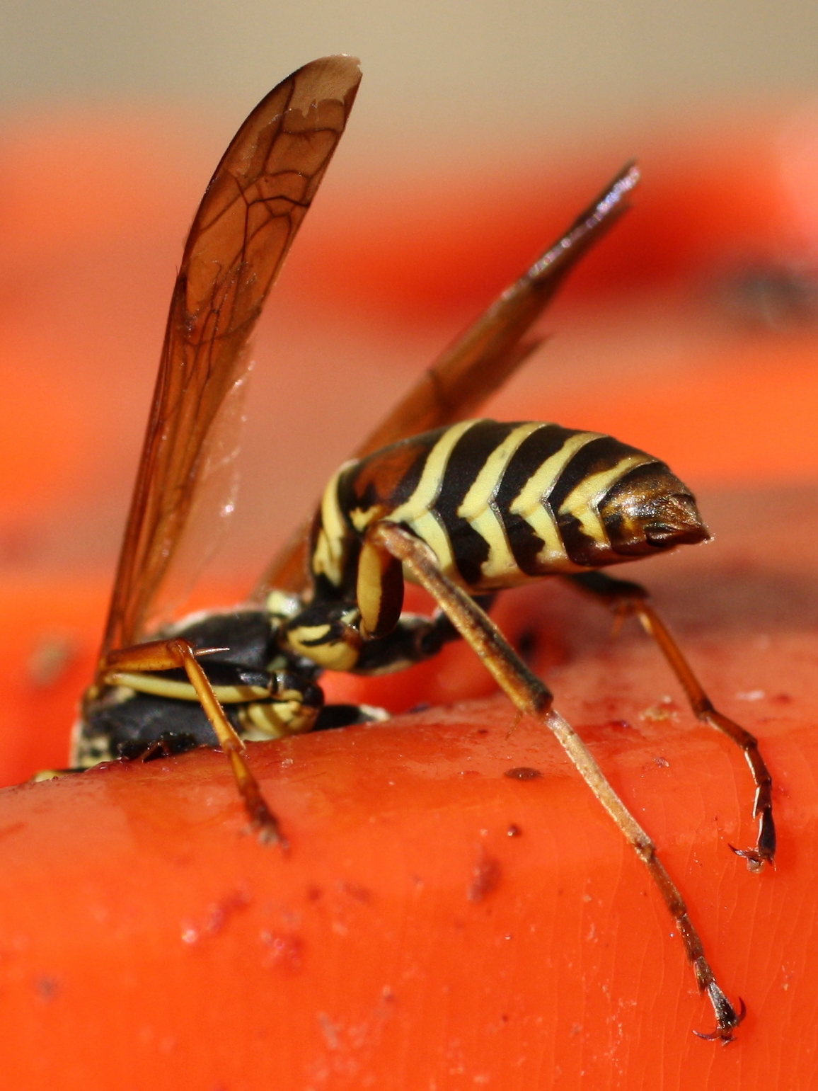 Yellow Jacket on Oriole Feeder